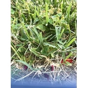 Monterey P-Turflon Ester Weed & Grass Killer, 8 oz Concentrate