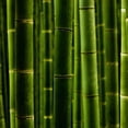 thumbnail image 5 of HJADGG 300+ Giant Green Bamboo Seeds for Planting-Fast Growing Privacy Screen,Winter Hardy & Eco-Friendly, 5 of 5