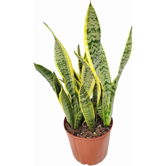 Tropical Plants of Florida 26" to 32" Sansevieria Laurentii Snake Plant, Mother In Laws Tongue; Low Light, Easy Care Houseplant, Growers Pot