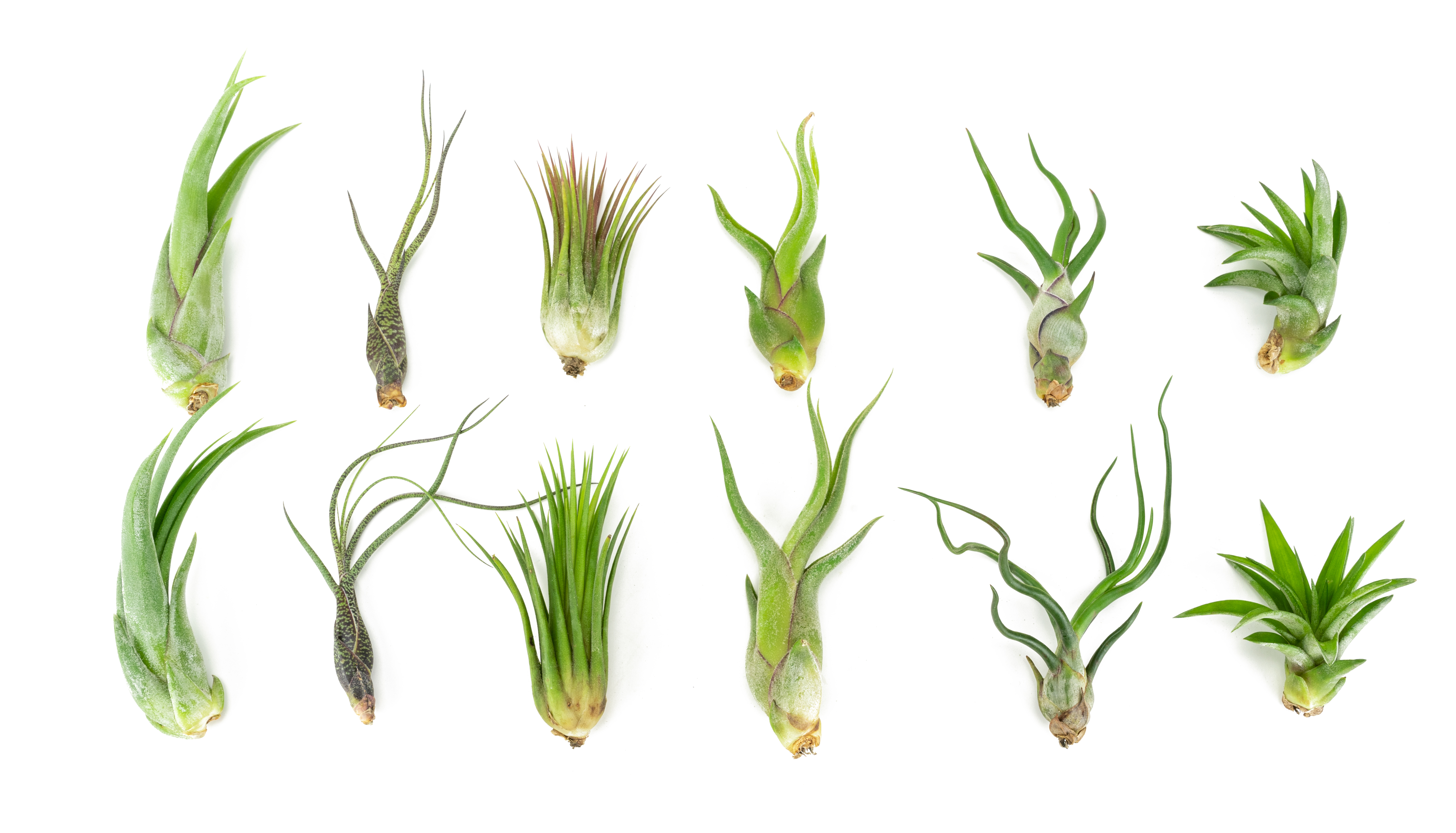 Altman Plants 4" Tillandsia Live Air Plants (12 Pack)