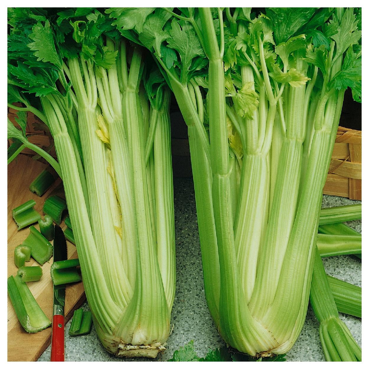 Everwilde Farms - 1 lb Tall Utah 52-70 Celery Seeds - Gold Vault Bulk Seed Packet