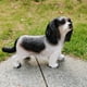 thumbnail image 1 of Resina Jardín Hound Dog Estatua Arte Cavalier Charles Spaniel Estatua Adornos Sywqhk Libre de BPA, 1 of 7