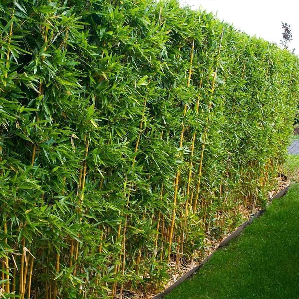 Golden Hedge Bamboo  3 Extra Large 3 Gallon Plants  Bambusa Multiplex  Clumping Non-Invasive Screening Live Bamboo