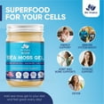 thumbnail image 7 of Sea Moss Gel by BioVItalica - Irish sea Moss Dr Sebi, Vegan superfood for Cells Wildcrafted Irish Sea Moss Gel – Rich in Minerals, Proteins & Vitamins – Antioxidant, 7 of 7