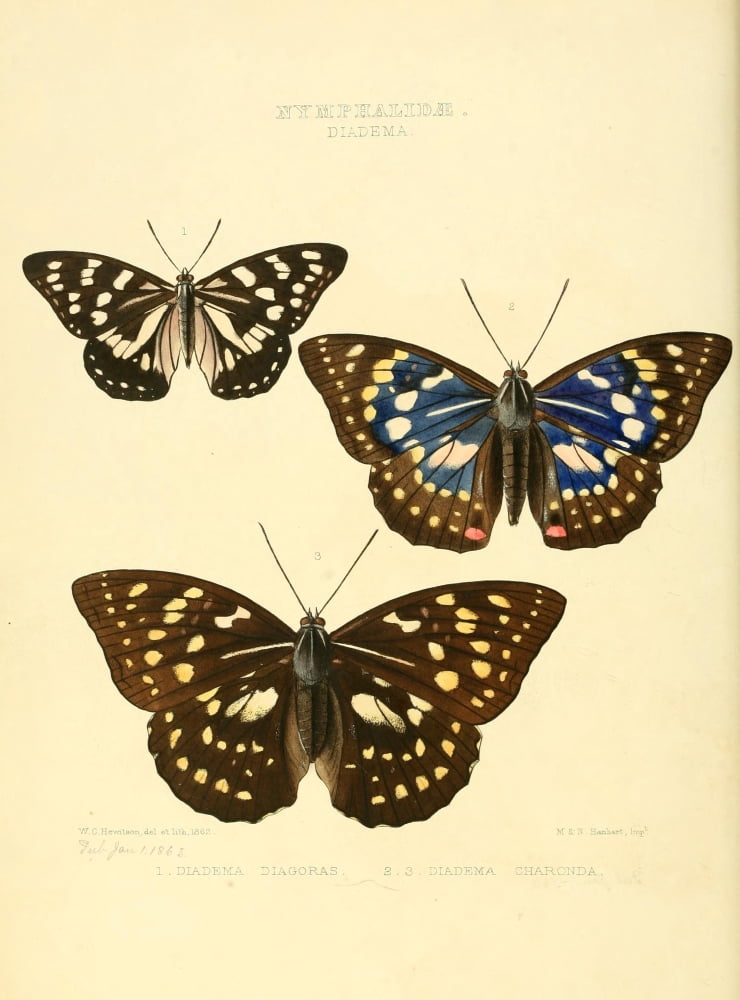 Exotic Butterflies