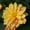 Orange Shades, variant on Figaro Series Dahlia Flower Seed - Violet - 500 Seeds - Annual Flower Garden Seed Multi Color Blend - Dahlia pinnata