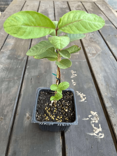 Live White Guava Tree Plant Psidium Guajava Sweet Guavas Fruit Starter Plant 4"Pot