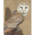 thumbnail image 2 of Green, Jacob 15x18 Gold Ornate Wood Framed with Double Matting Museum Art Print Titled - Common Barn Owl Portrait I, 2 of 4