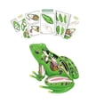thumbnail image 3 of Modelo de disección de rana realista 4D Aprendizaje Ayuda de regalo de juguete Ayuda de órganos de rana y partes del cuerpo para niños y niñas, 3 of 9
