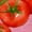 Rose Red, variant on Women's Watercolor Vine Cherry Tomato Fresh Vegetable Graphic V-Neck Sleeveless T-Shirt Soft Lightweight Summer Daily Loose Fit Casual Farm Style Tank Top