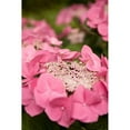 thumbnail image 3 of Millet, Karyn 17x24 Black Modern Framed Museum Art Print Titled - Lace Hydrangea I, 3 of 5