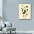 thumbnail image 3 of Trademark Fine Art 'Canada Flycatcher' Canvas Art by John James Audubon, 3 of 4