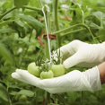 thumbnail image 3 of Gancho para tomate de 200 Uds., ganchos de plástico para racimo de uvas, pinza para tomate y fresa, herramientas para evitar caídas de frutas JAMW Sencillez, 3 of 5