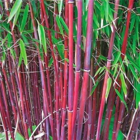 25 Red Bamboo Seeds – Fast-Growing Privacy Plant for Garden Shade & Exotic Screens – Ornamental Bamboo
