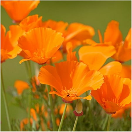 Package of 2,000 Seeds, Orange California Poppy (Eschscholzia californica) Open Pollinated Seeds by Seed Needs