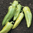 thumbnail image 2 of Pepper Key Largo F1 Seed, Treated, 250 Seeds, 2 of 2