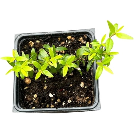 Green Myrtle (Myrtus communis) in 2.5 inch pot - Live Starter Plant - Certified Organic - Fragrant Evergreen