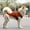 Deep Red, variant on Pet Vests for Dogs and Cats Pet Tank Top, Easy-On Sleeveless Shirt for Small, Medium & Large Breeds, Perfect for Casual Wear & Warm Days