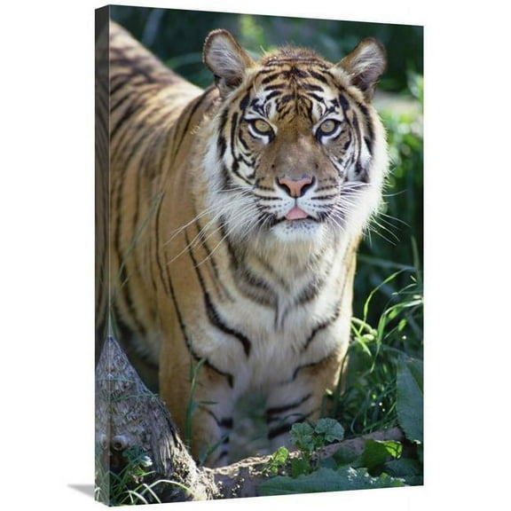 20 x 30 in. Bengal Tiger Portrait, Woodland Park Zoo Art Print - Gerry Ellis
