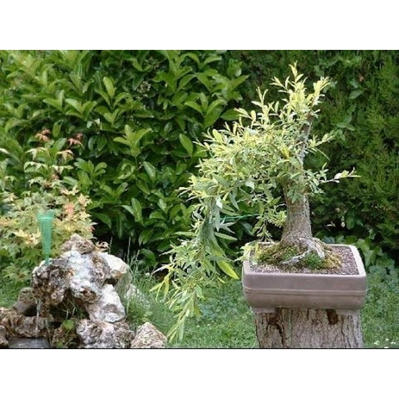 Bonsai Tree - Black Willow Bonsai Tree Cutting - Thick Trunk Live Indoor or Outdoor Bonsai Tree