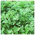 thumbnail image 3 of Everwilde Farms - 1 oz Winter Chervil Herb Seeds - Gold Vault Bulk Seed Packet, 3 of 3