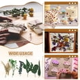 thumbnail image 6 of Natural Dried Flower Set, Dried Pressed Flowers (Green Leaves), 6 of 6
