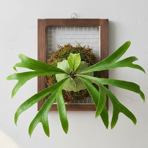 Staghorn Fern Mounting Kit,Wooden Wall Hanging Planter for Orchids and Vertical Garden, Climbing Plant Holder Board with Outdoor Wall Planter Frame Decor(Square)$$Garden & Patio