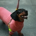 thumbnail image 4 of HQREA Dachshund Dog Jumpsuit Turtleneck Winter Warm Pjs Clothes for Dachshunds, 4 of 7