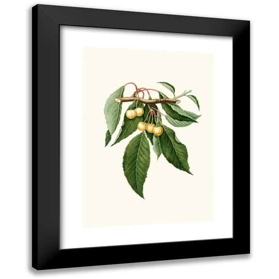 Giorgio Gallesio 11x14 Black Modern Framed Museum Art Print Titled - Duracin Yellow Chilegy. (Cerasus Duracina; Cherry) (1817-1839)