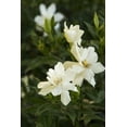 thumbnail image 5 of Frostproof Gardenia  1 Large Gallon Size Plant  Fragrant Blooming Shrub  Gardenia Jasminoides, 5 of 9