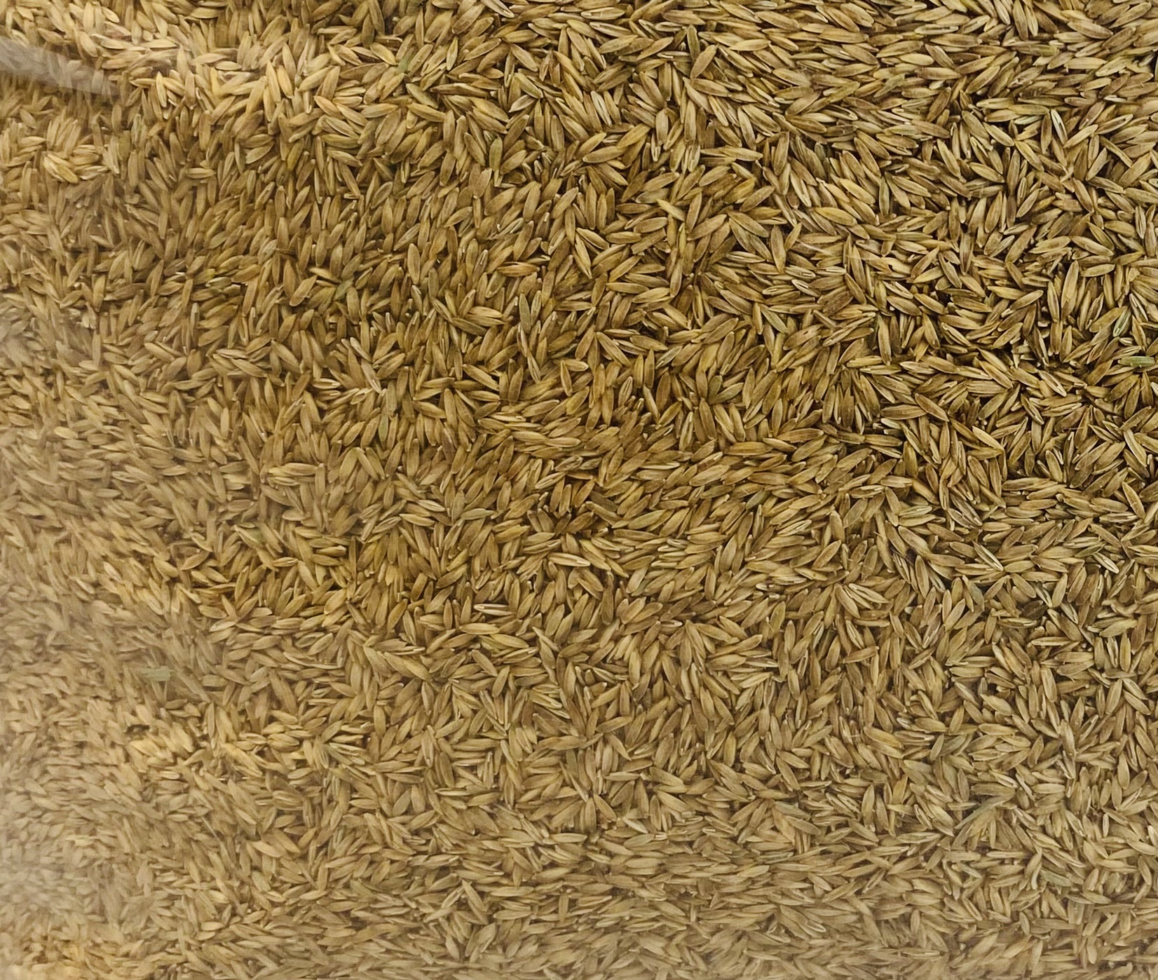 Brownie Brand Seed Kentucky Bluegrass Blue Devil, 5 lbs. Plant Seeds for Sports Fields, Home Lawns. Perennial.