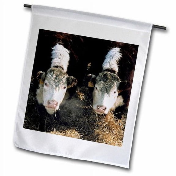 3dRose, USA, Utah, Cache Valley, Hereford Steers in winter feedlot., 12 x 18 inch Garden Flag