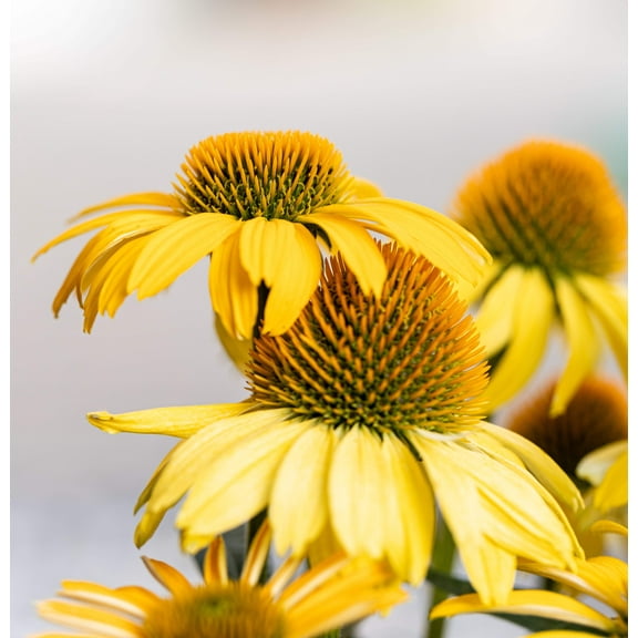 50 OZARK GOLD CONEFLOWER Echinacea Paradoxa Yellow Bush's Coneflower Flower Seeds