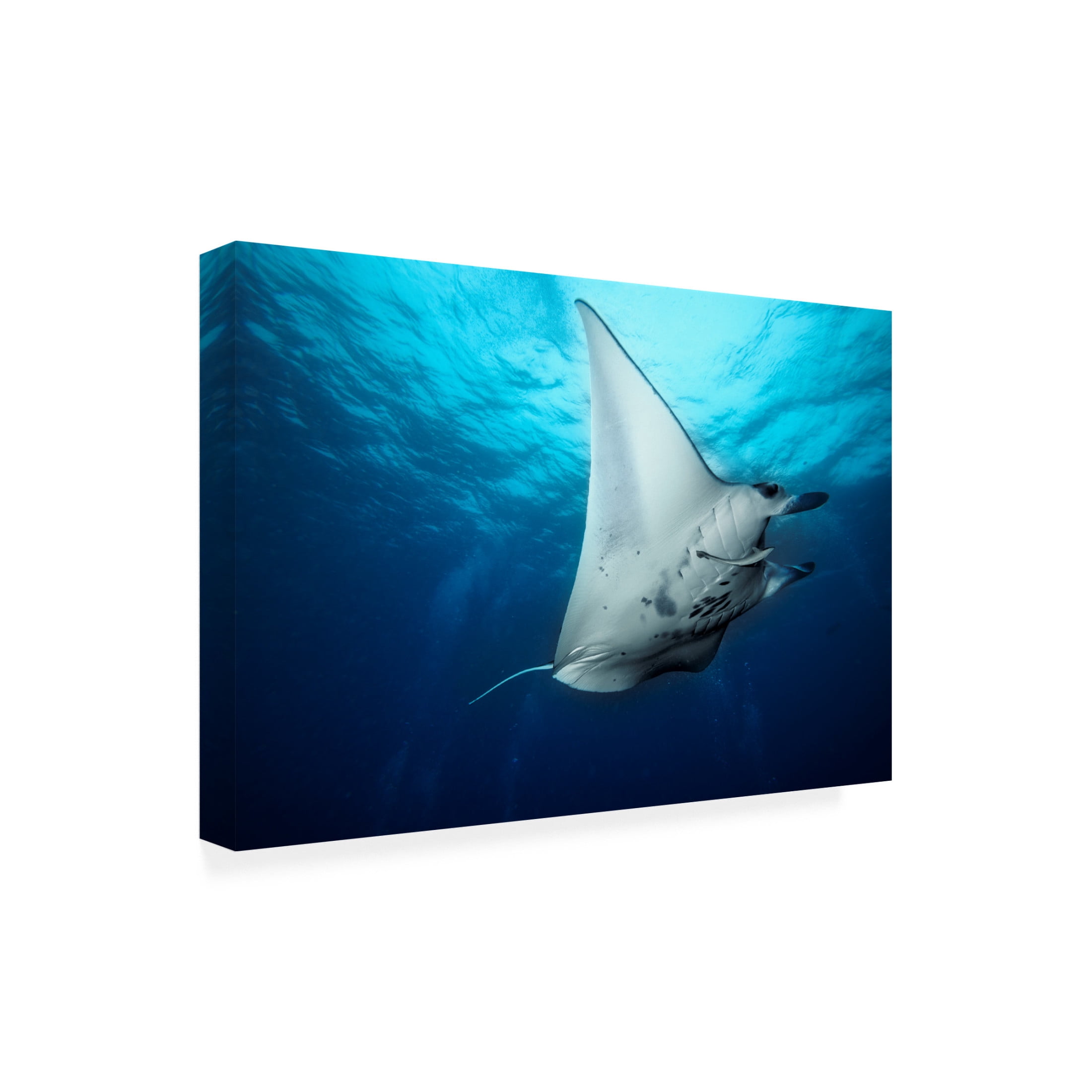 Canvas Wall Art - Roberto Marchegiani 'Manta Fly' Wall Art for Living Room, Bedroom, or Office D?cor by Trademark Fine Art - 19 x 12 Inches