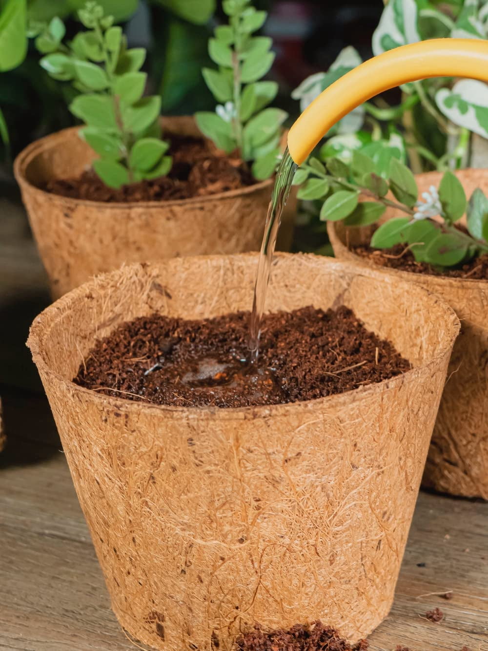 Envelor Coco Coir Plant Pots Seed Starter Tray Biodegradable Seed Starter Pots Coco Peat Pots Seedling Cups Small Plant Pots Germination Nursery Planting Tray Plant Starter Pots, 6 Inches 5 Pack