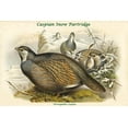 thumbnail image 1 of Tetraogallus Caspius - Caspian Snow Partridge-Fine Art Canvas Print (20" x 30"), 1 of 1