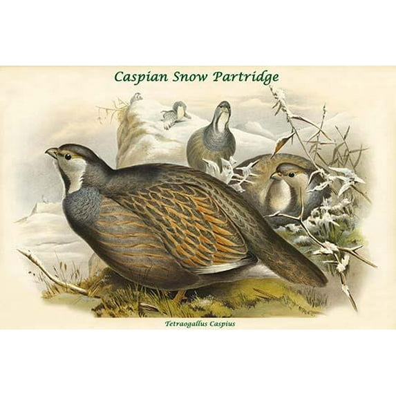 Tetraogallus Caspius - Caspian Snow Partridge-Fine Art Canvas Print (20" x 30")