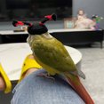 thumbnail image 3 of AAOMASSR 1pc Pet Parrot‘s Decorative Braided Hat For Taking Photos, 3 of 7