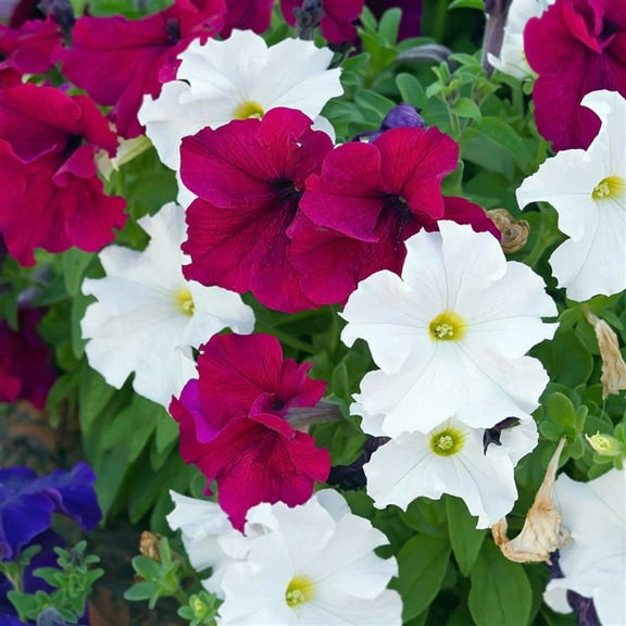Pelleted Petunia Dreams Series Mix Seed ~25 Seeds – Petunia x hybrida – 10–15" Mounding Annual – Full Sun – Grandiflora Blooms – Hanging Basket & Planter Favorite – Non-GMO
