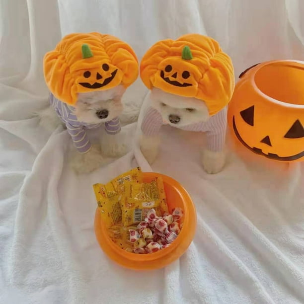 Dog pumpkin hat discount