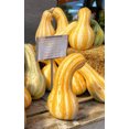 thumbnail image 5 of TomorrowSeeds - Orange Striped Cushaw Seeds - 20+ Count - For 2026 Planting Southern Kershaw Pumpkin, 5 of 9