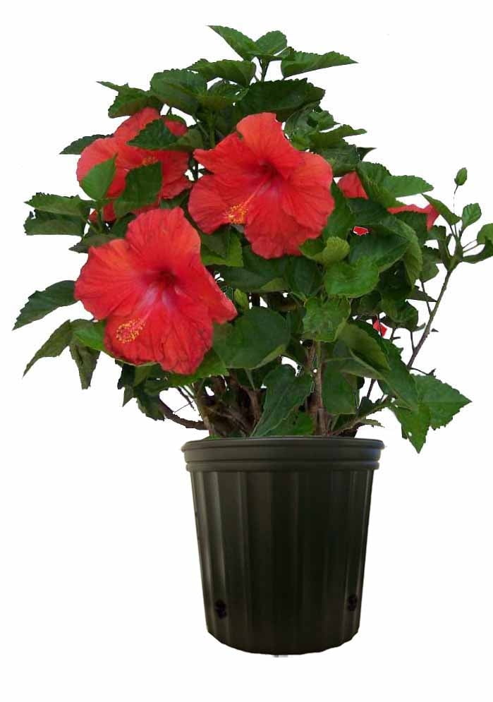 Costa Farms Live Outdoor 2ft. Tall Multicolor Hibiscus Bush Flowering