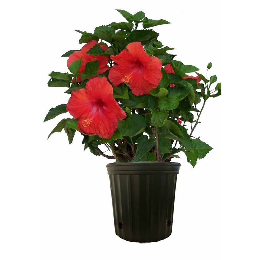 Costa Farms Live Outdoor 2ft. Tall Hibiscus Bush Flowering Plant in