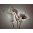 thumbnail image 2 of Frank, Assaf 32x25 Gold Ornate Wood Framed with Double Matting Museum Art Print Titled - Close-up of three white Calla Lilies, Studio Shot, 2 of 4