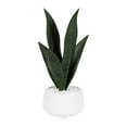 thumbnail image 1 of Kotera Snake Plant in Ceramic Pot, 1 of 8