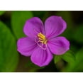 thumbnail image 2 of Merrill Images 32x25 Gold Ornate Wood Framed with Double Matting Museum Art Print Titled - Fiji-Vanua Levu Purple flower with yellow stamens, 2 of 4