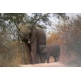thumbnail image 2 of Zuckerman, Jim 32x23 Gold Ornate Wood Framed with Double Matting Museum Art Print Titled - South Africa, Nursing baby elephant, 2 of 4