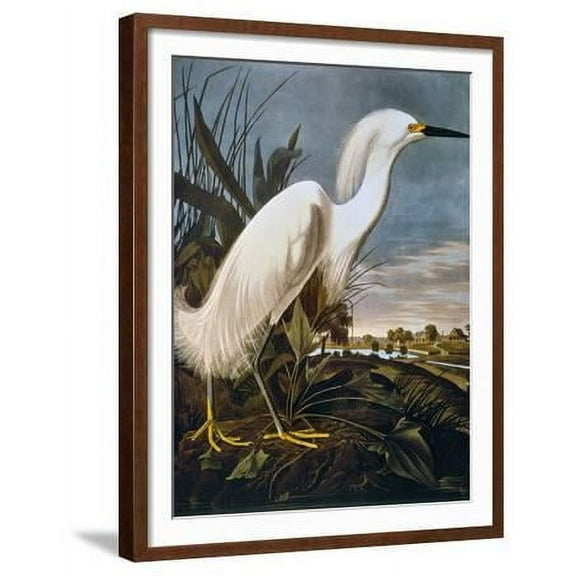Audubon: Egret, Animals Framed Art Print Wall Art by John James Audubon Sold by Art.Com