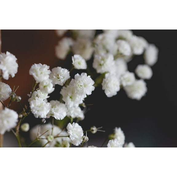 Baby's Breath Flower Seeds/ Perennial/ Full Sun/ 1400 Seeds 2 Grams/ Zellajake Farm and Garden - B62