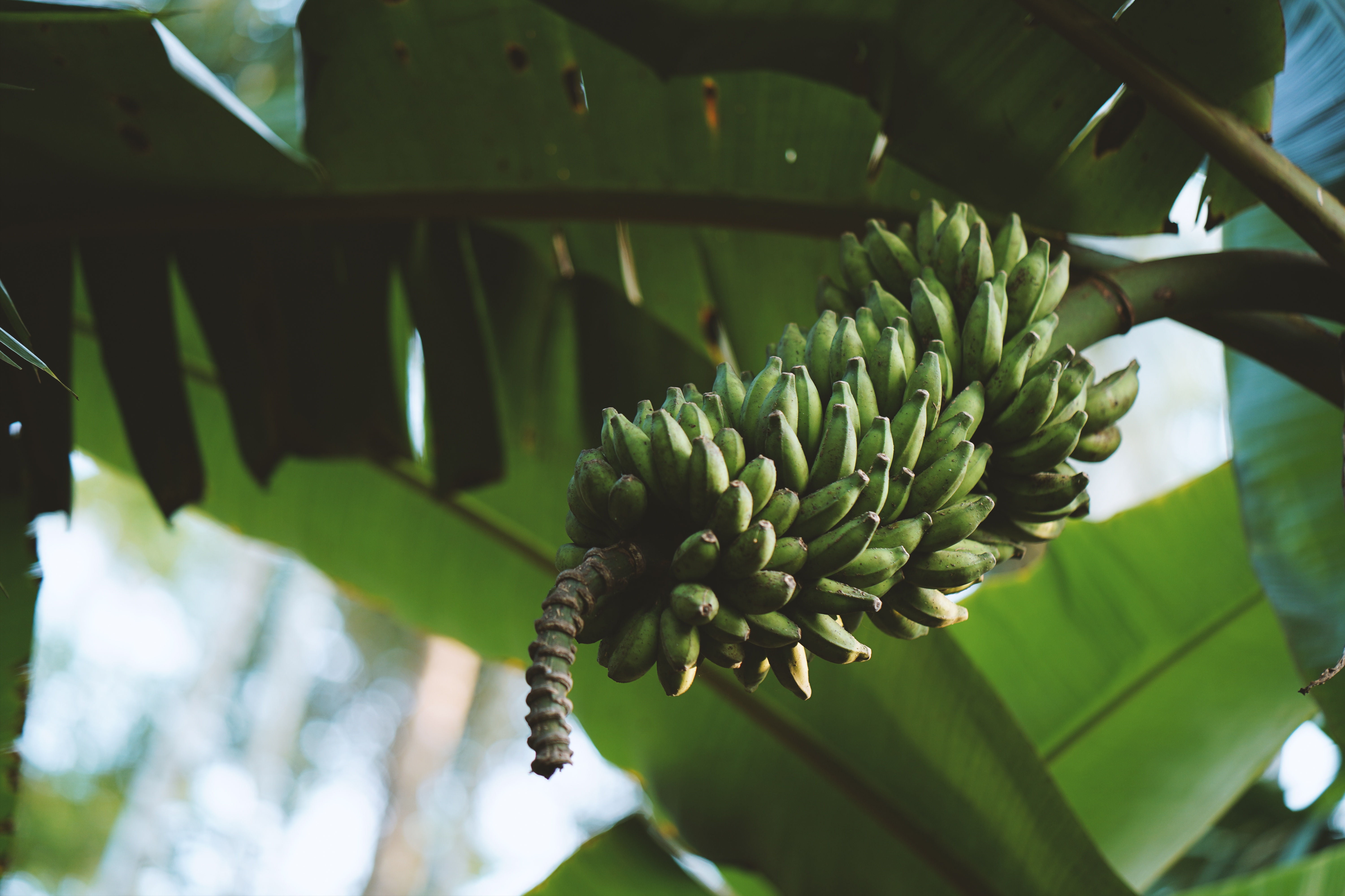 100 Banana Fruit Seeds Musa Rare Tasty 20 Kinds Perennial Garden Plants Bonsai 